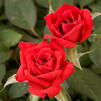 Patio Rose 'Sorcerer'