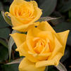 Patio Rose 'Sweet Diana'