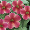 Calibrachoa 'Callie Star Coral'