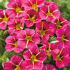 Calibrachoa 'Superbells Cherry Star'