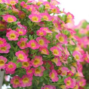 Calibrachoa 'Superbells Sweet Tart'