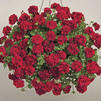 Zonal Geranium 'Americana Dark Red'