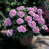 Zonal Geranium 'Americana Lt. Pink Splash'