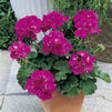 Zonal Geranium 'Americana Deep Rose'