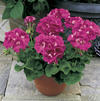 Zonal Geranium 'Americana Orchid'
