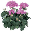 Zonal Geranium 'Tango Lavender'