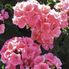 Zonal Geranium 'Americana Salmon'