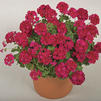 Zonal Geranium 'Americana Violet Improved'