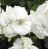 Zonal Geranium 'Americana White'