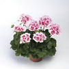 Zonal Geranium 'Americana White Splash Improved'