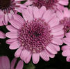 Osteospermum '3D Pink'