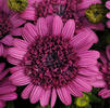 Osteospermum '3D Purple'