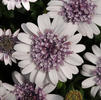 Osteospermum '3D Silver'