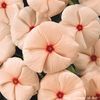 Vinca 'Cooler Apricot'