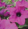Petunia 'Picnic Purple'