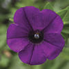 Petunia 'Picnic Violet'