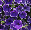 Petunia 'Rhythm and Blues'