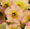 Petunia 'Suncatcher Pink Lemonade'