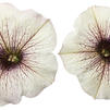 Petunia 'Supertunia White Russian'
