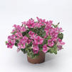 Petunia 'Whispers Star Rose'