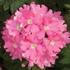 Verbena 'Lanai Upright Pink'