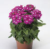 Verbena 'Lanai Upright Rose with Eye'