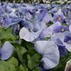 Pansy Viola X Wittrockiana 'Delta Pure Light Blue'