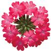 Verbena 'Superbena Royale Iced Cherry'
