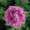 Anemone 'Double Fuschia'