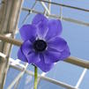 Anemone 'Blue'