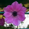 Anemone 'Fuschia'