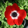 Anemone 'Red'