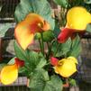 Calla Lillies 'Calla Lillies-Flame'