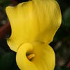 Calla Lillies 'Calla Lillies-Sunshine'