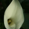 Calla Lillies 'Calla Lillies-Mint Julip'