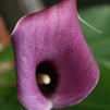 Calla Lillies 'Calla Lillies-Regal'