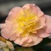 Begonia Tuberous  'Fortune Peach'