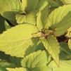 Coleus 'Big Blond'