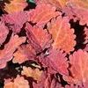 Coleus 'Copper'
