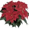 Poinsettia Euphorbia Pulcherrima 'Sonora Jingle'