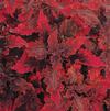 Coleus 'Molten Lava'