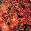 Coleus 'Tilt a Whirl'