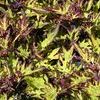 Coleus 'Witch Doctor'
