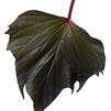 Ipomoea 'Sweet Caroline Bewitched Purple'