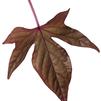 Ipomoea 'Sweet Caroline Bronze'