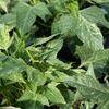Ipomoea  'Sweet Caroline Green/Yellow'