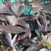 Ipomoea  'Sweet Caroline Purple'