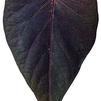 Ipomoea 'Sweet Caroline Sweet Heart Purple'
