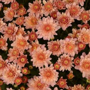 Mum chrysanthemum x morifolium 'Chelsey Coral'