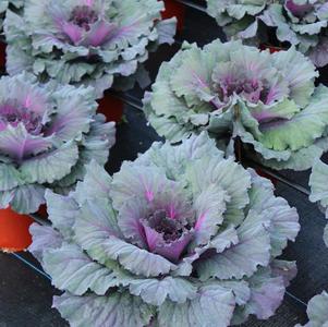 Cabbage 'Pigeon Red'